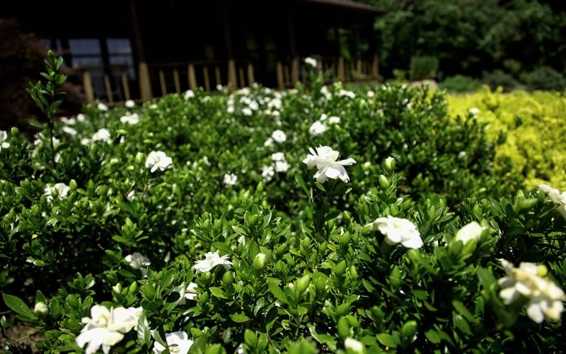Double Mint Gardenia - 1 Gallon Pot 7 Double Mint Gardenia - 1 Gallon Pot - Image 5