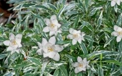 Variegated Creeping Dwarf Gardenia - 6 Pack Of 1 Gallon Pots 9 Variegated Creeping Dwarf Gardenia - 6 Pack Of 1 Gallon Pots -Wilson Bros Gardens Gardenia Dwarf Radicans Variegated 3 1
