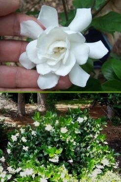 Fall In Love Cold Hardy Gardenia - 1 Gallon Pot -Wilson Bros Gardens Gardenia Fall In Love BS