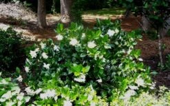Fall In Love Cold Hardy Gardenia - 1 Gallon Pot -Wilson Bros Gardens Gardenia Fallin In Love Shrub