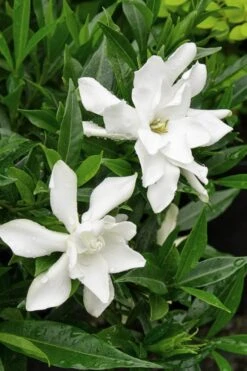 Frost Proof Gardenia - 1 Gallon Pot -Wilson Bros Gardens Gardenia Frost Proof Rev 500x750 3