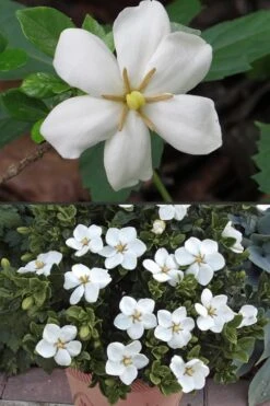 Hardy Fragrant Daisy Gardenia Bush - 2.5 Quart Pot -Wilson Bros Gardens Gardenia Hardy Daisy 500x750 4