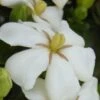Heaven Scent Gardenia - 2 Gallon Pot 1 Heaven Scent Gardenia - 2 Gallon Pot -Wilson Bros Gardens Gardenia Heaven Scent 15 2