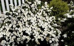 Heaven Scent Gardenia - 1 Gallon Pot 11 Heaven Scent Gardenia - 1 Gallon Pot -Wilson Bros Gardens Gardenia Heaven Scent 17 1