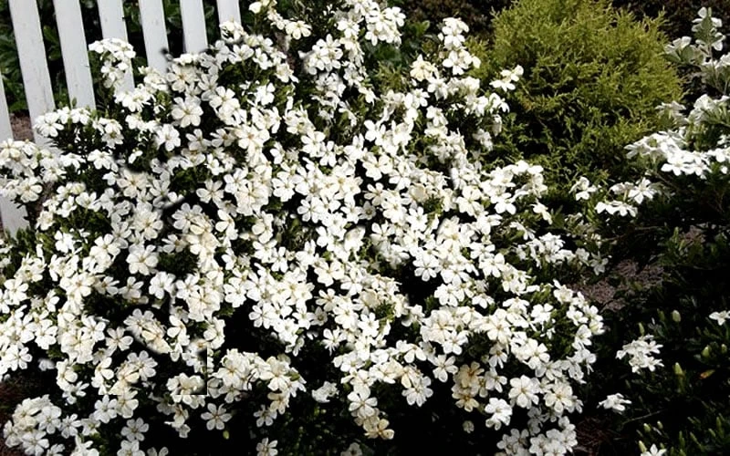 Heaven Scent Gardenia - 2 Gallon Pot 7 Heaven Scent Gardenia - 2 Gallon Pot - Image 5