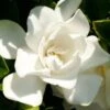 Jubilation Gardenia - 6 Pack Of 1 Gallon Pots -Wilson Bros Gardens Gardenia Jubilation BS 2