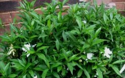 Radicans Creeping Dwarf Gardenia - 6 Pack Of 1 Gallon Pots -Wilson Bros Gardens Gardenia Radicans 53