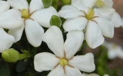 ScentAmazing Gardenia - 2 Gallon Pot -Wilson Bros Gardens Gardenia Scentamazing 20 1