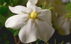 ScentAmazing Gardenia - 2 Gallon Pot -Wilson Bros Gardens Gardenia Scentamazing Closeup 1