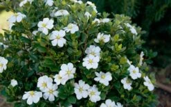 ScentAmazing Gardenia - 1 Gallon Pot -Wilson Bros Gardens Gardenia Scentamazing Shrub