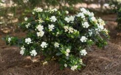 Sweet Tea Gardenia - 3 Gallon Pot -Wilson Bros Gardens Gardenia Sweet Tea 5