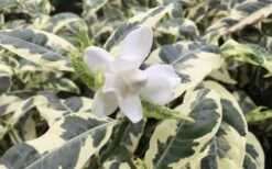 Variegated August Beauty Gardenia - 3 Gallon Pot 10 Variegated August Beauty Gardenia - 3 Gallon Pot -Wilson Bros Gardens Gardenia Variegated 1 1