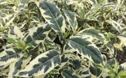 Variegated August Beauty Gardenia - 1 Gallon Pot 11 Variegated August Beauty Gardenia - 1 Gallon Pot -Wilson Bros Gardens Gardenia Variegated 2 2