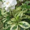 Variegated August Beauty Gardenia - 3 Gallon Pot -Wilson Bros Gardens Gardenia Variegated BS 1