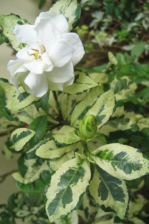 Variegated August Beauty Gardenia - 3 Gallon Pot 3 Variegated August Beauty Gardenia - 3 Gallon Pot