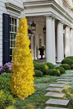 Sky Tower Ginkgo Maidenhair Tree (Male) - 3 Gallon Pot -Wilson Bros Gardens Ginkgo Sky Tower 1