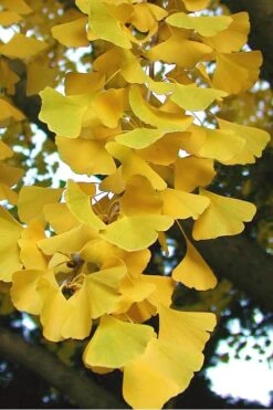Sky Tower Ginkgo Maidenhair Tree (Male) - 3 Gallon Pot -Wilson Bros Gardens Ginkgo Sky Tower 2