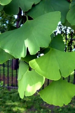 Ginkgo Maidenhair Tree (Male) - 2 Gallon Pot -Wilson Bros Gardens Ginkgo Tree 10