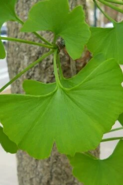 Ginkgo Maidenhair Tree (Male) - 2 Gallon Pot -Wilson Bros Gardens Ginkgo Tree 11 1