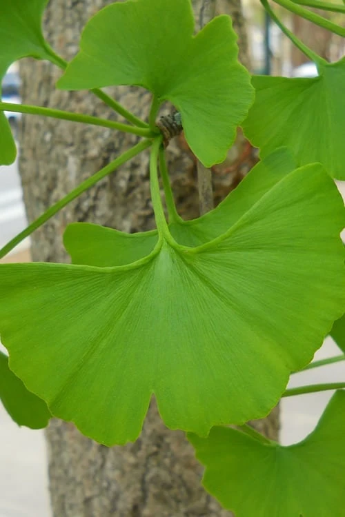 Sky Tower Ginkgo Maidenhair Tree (Male) - 7 Gallon Pot 7 Sky Tower Ginkgo Maidenhair Tree (Male) - 7 Gallon Pot - Image 5