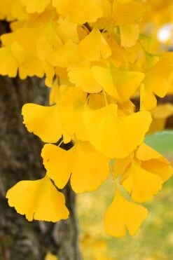Ginkgo Maidenhair Tree (Male) - 2 Gallon Pot -Wilson Bros Gardens Ginkgo Tree 14