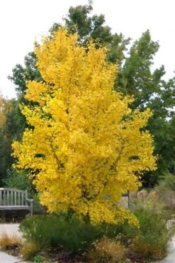 Ginkgo Maidenhair Tree (Male) - 2 Gallon Pot -Wilson Bros Gardens Ginkgo Tree 16