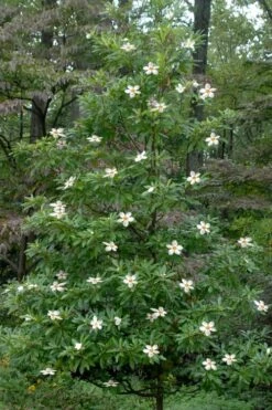 Sweet Tea Mountain Gordlinia - 5 Gallon Pot -Wilson Bros Gardens Gordlinia Sweet Tea 12 1