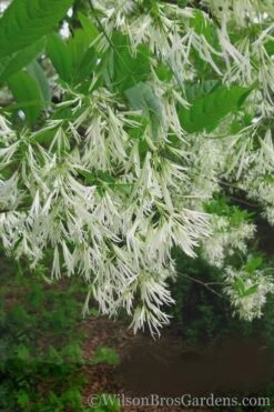 Grancy Graybeard - White Fringe Tree - 7 Gallon Pot (2-3') -Wilson Bros Gardens Grancy Graybeard Tree 30 1