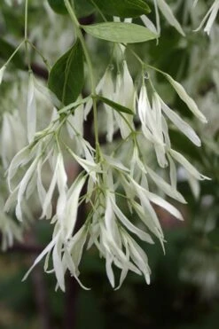 Grancy Graybeard - White Fringe Tree - 7 Gallon Pot (2-3') -Wilson Bros Gardens Grancy Graybeard Tree 32 1