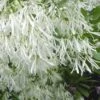 Grancy Graybeard - White Fringe Tree - 3 Gallon Pot -Wilson Bros Gardens Grancy Graybeard Tree Flowers 21 500x750 1