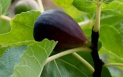 Black Mission Fig Tree - 6 Pack Of 1 Gallon Pots -Wilson Bros Gardens Grape Black Mission 50 1