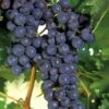 Concord Grape Vine - 3 Gallon Pot -Wilson Bros Gardens Grape Concord 1 1