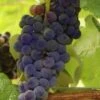 Mars Seedless Grape - 2 Gallon Pot -Wilson Bros Gardens Grape Mars Seedless 500x750 1