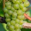 Niagara Seedless Grape Vine - 1 Gallon Pot 2 Niagara Seedless Grape Vine - 1 Gallon Pot -Wilson Bros Gardens Grape Niagra 3