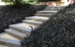 Black Mondo Grass - Ophiopogon Planiscapus 'Nigrescens' - 18 Count Flat Of Pint Pots -Wilson Bros Gardens Grass Mondo Black 1