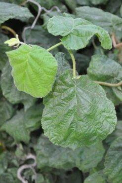 Harry Lauder's Walking Stick - Corylus Avellana 'Contorta' - 1 Gallon Pot 16 Harry Lauder's Walking Stick - Corylus Avellana 'Contorta' - 1 Gallon Pot -Wilson Bros Gardens Harry Lauder Walking Stick 12