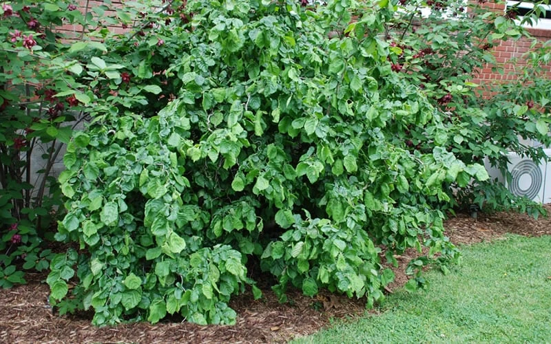 Harry Lauder's Walking Stick - Corylus Avellana 'Contorta' - 1 Gallon Pot 11 Harry Lauder's Walking Stick - Corylus Avellana 'Contorta' - 1 Gallon Pot - Image 9