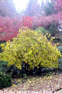 Harry Lauder's Walking Stick - Corylus Avellana 'Contorta' - 1 Gallon Pot 17 Harry Lauder's Walking Stick - Corylus Avellana 'Contorta' - 1 Gallon Pot -Wilson Bros Gardens Harry Lauder Walking Stick 15
