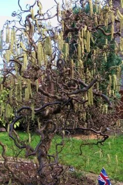 Harry Lauder's Walking Stick - Corylus Avellana 'Contorta' - 3 Gallon Pot -Wilson Bros Gardens Harry Lauder Walking Stick 16 1
