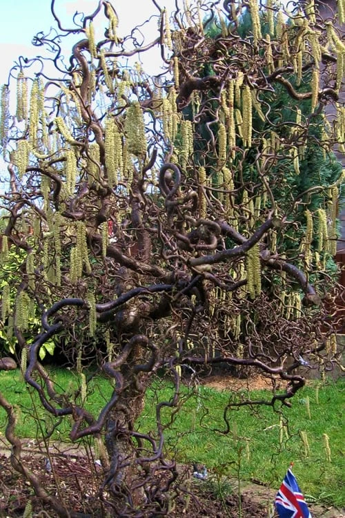 Harry Lauder's Walking Stick - Corylus Avellana 'Contorta' - 1 Gallon Pot 7 Harry Lauder's Walking Stick - Corylus Avellana 'Contorta' - 1 Gallon Pot - Image 5