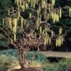 Harry Lauder's Walking Stick - Corylus Avellana 'Contorta' - 1 Gallon Pot -Wilson Bros Gardens Harry Lauder Walking Stick 17
