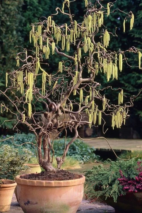 Harry Lauder's Walking Stick - Corylus Avellana 'Contorta' - 1 Gallon Pot 3 Harry Lauder's Walking Stick - Corylus Avellana 'Contorta' - 1 Gallon Pot