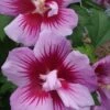 Purple Pillar Rose Of Sharon - 3 Gallon Pot -Wilson Bros Gardens Hibiscus Purple Pillar 22 500x750 1