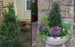 Pyramidal Compacta Japanese Holly - 3 Gallon Pot 11 Pyramidal Compacta Japanese Holly - 3 Gallon Pot -Wilson Bros Gardens Holly Compacta Pyramidal 2