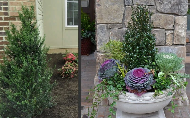 Pyramidal Compacta Japanese Holly - 3 Gallon Pot 7 Pyramidal Compacta Japanese Holly - 3 Gallon Pot - Image 5