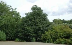 Emily Bruner Pyramidal Holly - 7 Gallon Pot (3-4') -Wilson Bros Gardens Holly Emily Bruner 2