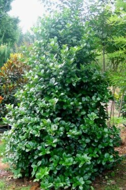 Emily Bruner Pyramidal Holly - 7 Gallon Pot (3-4') -Wilson Bros Gardens Holly Emily Bruner 3