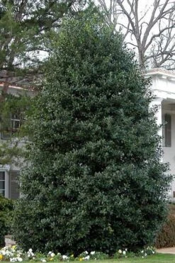 Nellie R. Stevens Holly - 1 Gallon Pot -Wilson Bros Gardens Holly Nellie Stephens 10