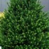 Pyramidal Compacta Japanese Holly - 3 Gallon Pot