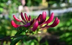 Peaches & Cream Fragrant Honeysuckle - Lonicera Periclymenum - 3 Gallon Pot -Wilson Bros Gardens Honeysuckle Peaches And Cream 10